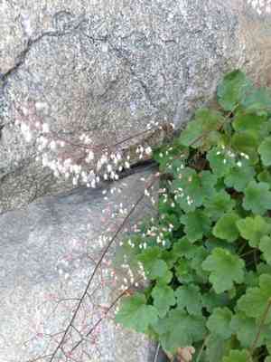 Pink alumroot(Heuchera rubescens)