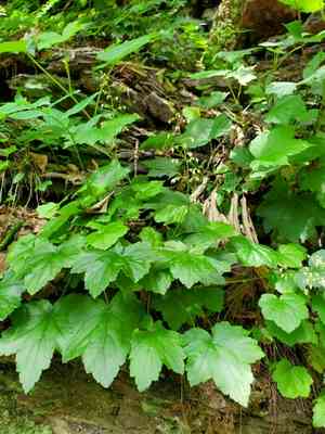Hairy alumroot(Heuchera villosa)