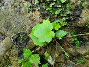 Hairy alumroot(Heuchera villosa)