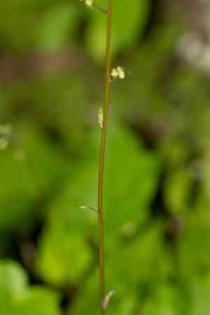 Hairy alumroot(Heuchera villosa)
