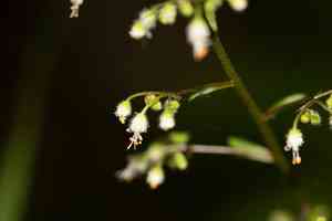 Hairy alumroot(Heuchera villosa)