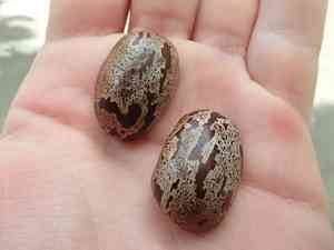 Rubber tree(Hevea brasiliensis)