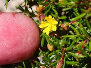 Needle leaved guinea flower(Hibbertia acerosa)