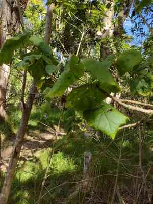 Kilauea hau kuahiwi(Hibiscadelphus giffardianus)