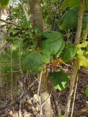 Kilauea hau kuahiwi(Hibiscadelphus giffardianus)