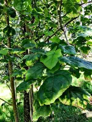 Kilauea hau kuahiwi(Hibiscadelphus giffardianus)