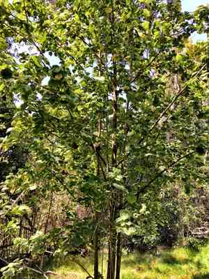 Kilauea hau kuahiwi(Hibiscadelphus giffardianus)