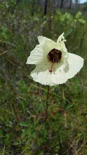 Comfortroot(Hibiscus aculeatus)