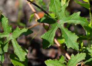 Comfortroot(Hibiscus aculeatus)