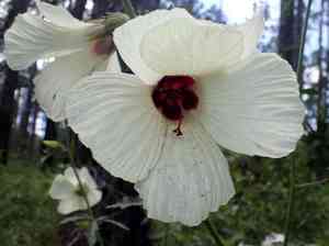 Comfortroot(Hibiscus aculeatus)