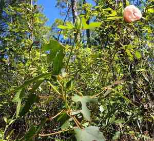 Comfortroot(Hibiscus aculeatus)
