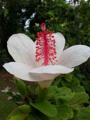White rosemallow(Hibiscus arnottianus)