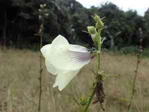 Kenaf(Hibiscus cannabinus)