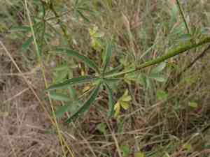 Kenaf(Hibiscus cannabinus)