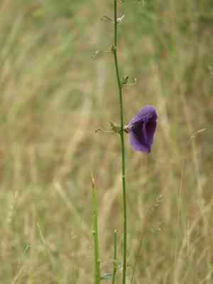 Kenaf(Hibiscus cannabinus)