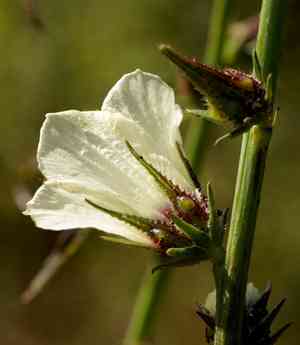 Kenaf(Hibiscus cannabinus)