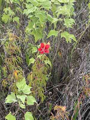 Scarlet rosemallow(Hibiscus coccineus)