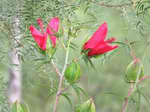 Scarlet rosemallow(Hibiscus coccineus)