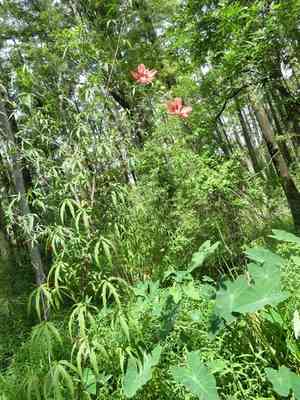 Scarlet rosemallow(Hibiscus coccineus)