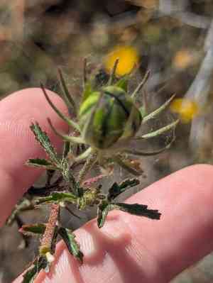Desert rosemallow(Hibiscus coulteri)