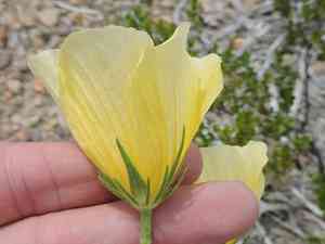 Desert rosemallow(Hibiscus coulteri)