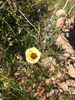 Desert rosemallow(Hibiscus coulteri)