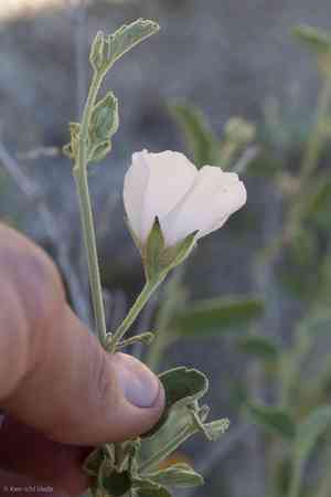Paleface(Hibiscus denudatus)
