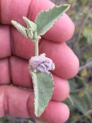 Paleface(Hibiscus denudatus)
