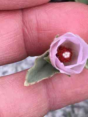 Paleface(Hibiscus denudatus)