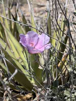 Paleface(Hibiscus denudatus)