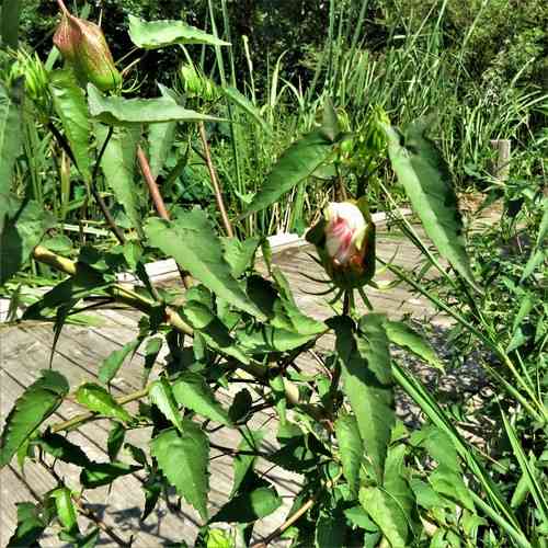 Halberd-leaf rosemallow(Hibiscus laevis)
