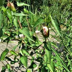 Halberd-leaf rosemallow(Hibiscus laevis)