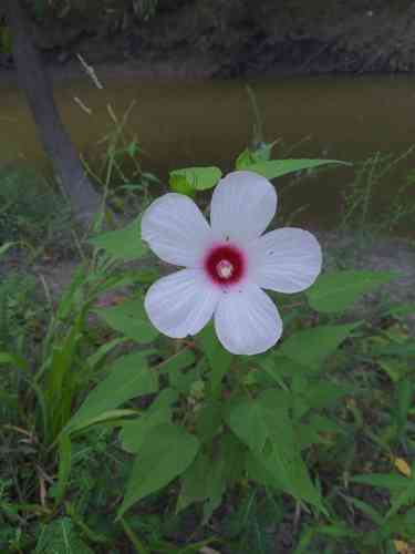 Halberd-leaf rosemallow(Hibiscus laevis)