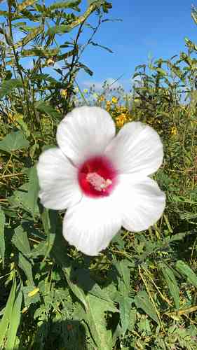 Halberd-leaf rosemallow(Hibiscus laevis)