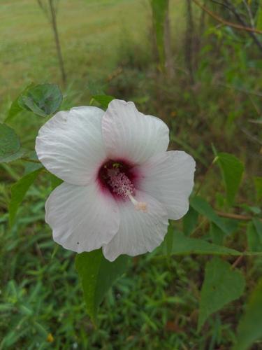 Halberd-leaf rosemallow