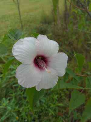 Halberd-leaf rosemallow(Hibiscus laevis)