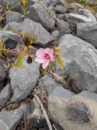 Halberd-leaf rosemallow(Hibiscus laevis)