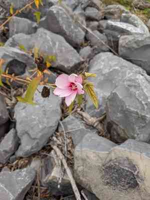 Halberd-leaf rosemallow(Hibiscus laevis)