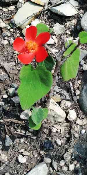 Heartleaf rosemallow(Hibiscus martianus)