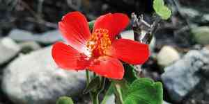 Heartleaf rosemallow(Hibiscus martianus)