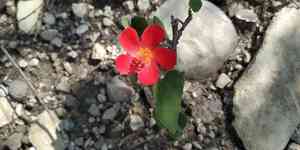 Heartleaf rosemallow(Hibiscus martianus)