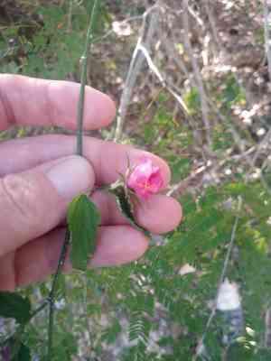 Brazilian rosemallow(Hibiscus phoeniceus)