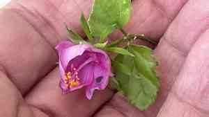 Brazilian rosemallow(Hibiscus phoeniceus)