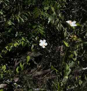 Brazilian rosemallow(Hibiscus phoeniceus)