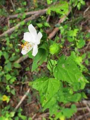 Brazilian rosemallow(Hibiscus phoeniceus)
