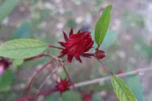 Roselle(Hibiscus sabdariffa)