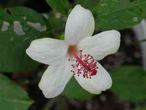 White kauai rosemallow(Hibiscus waimeae)