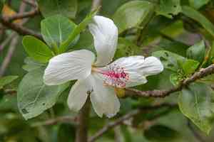 White kauai rosemallow(Hibiscus waimeae)