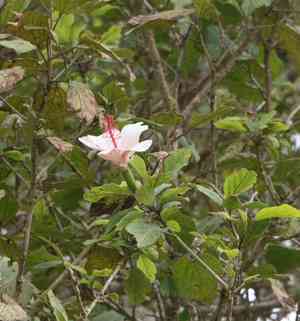 White kauai rosemallow(Hibiscus waimeae)