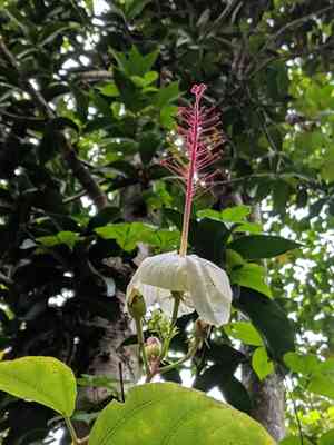 White kauai rosemallow(Hibiscus waimeae)